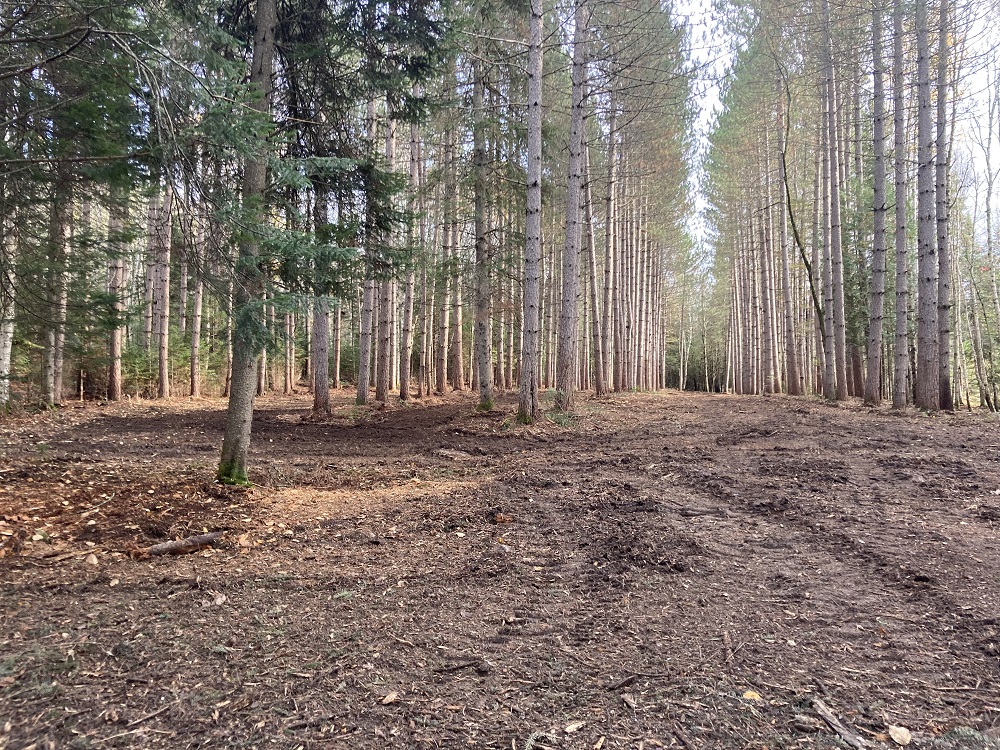 Broyage forestier - plantation 2